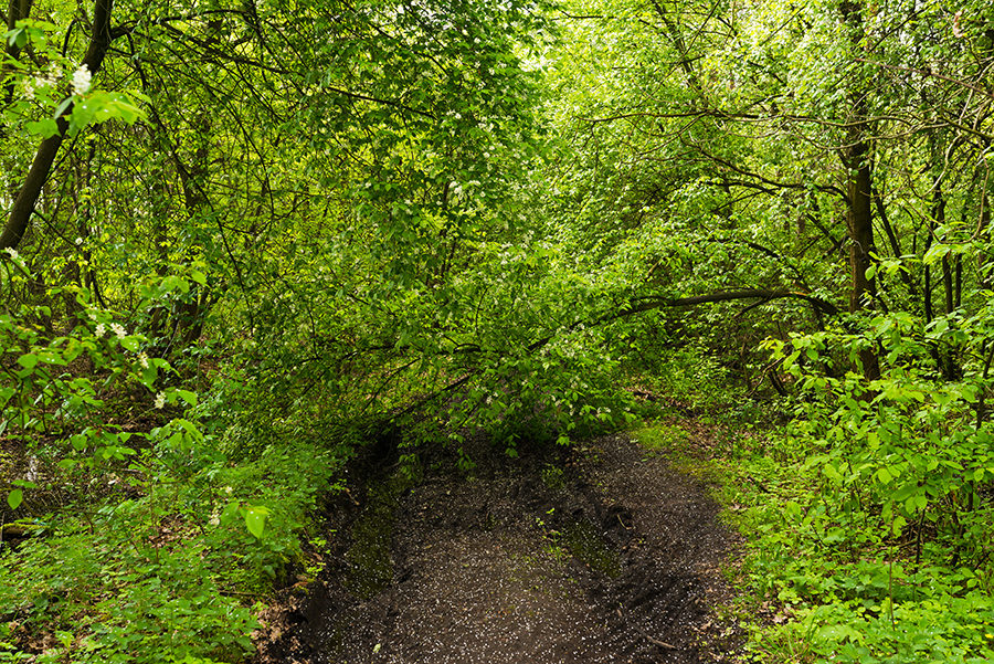 paysage polymere017chemin barre par une branche